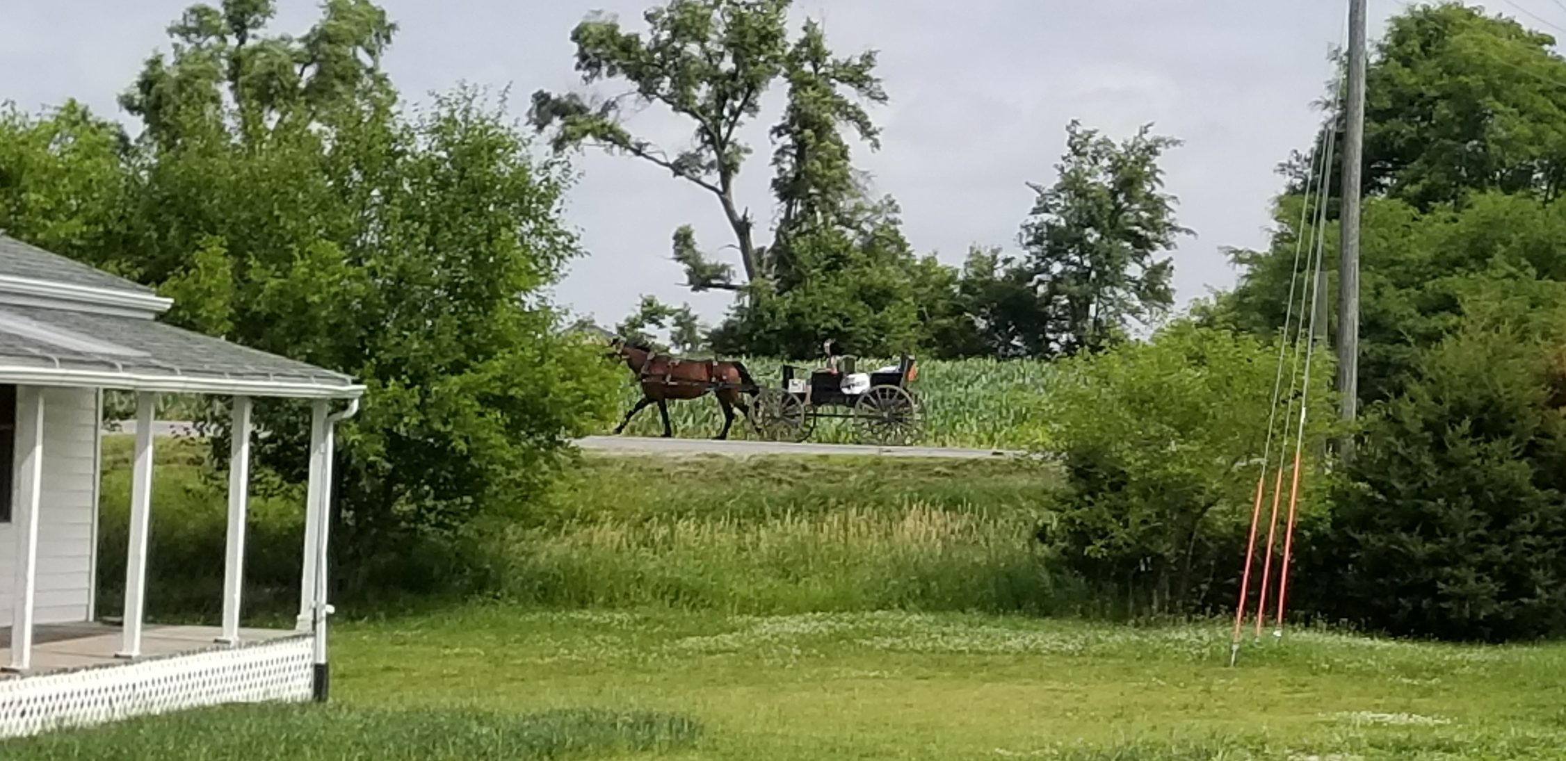 An Amish buggy drives down a road, led by two horses.